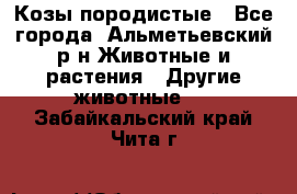 Козы породистые - Все города, Альметьевский р-н Животные и растения » Другие животные   . Забайкальский край,Чита г.